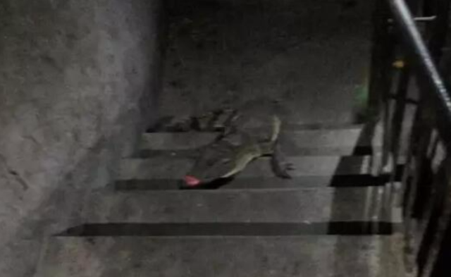 夫妻早上出门 楼梯间踩到一条鳄鱼|组图