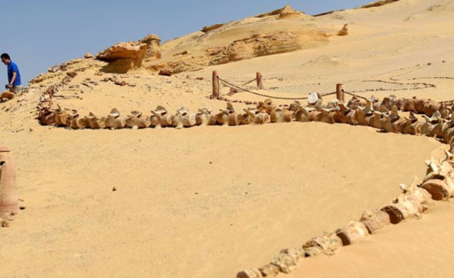 沙漠深处的“鲸鱼谷”丨组图