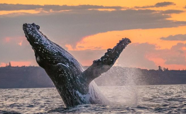 鲸鱼黄昏时跃出水面丨组图