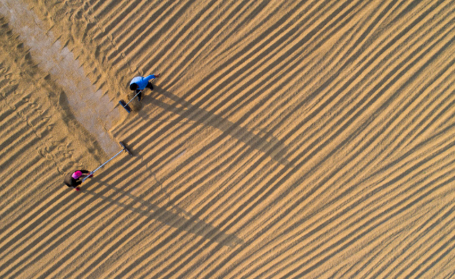 江苏海安稻米丰收 | 组图