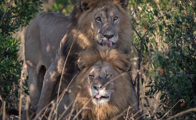 雄狮与雄狮“交配”一幕|组图
