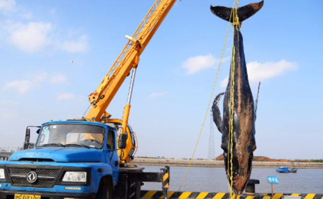 江苏：座头鲸三次搁浅三次被救最终死亡