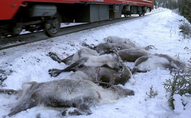 挪威106头驯鹿三天内被火车撞死