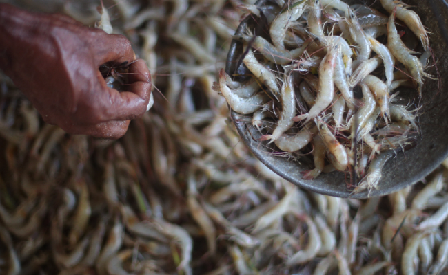 在难民营能买到什么