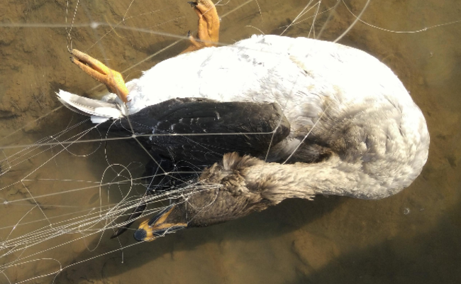 鄱阳湖现大量捕鸟网：候鸟天堂变地狱