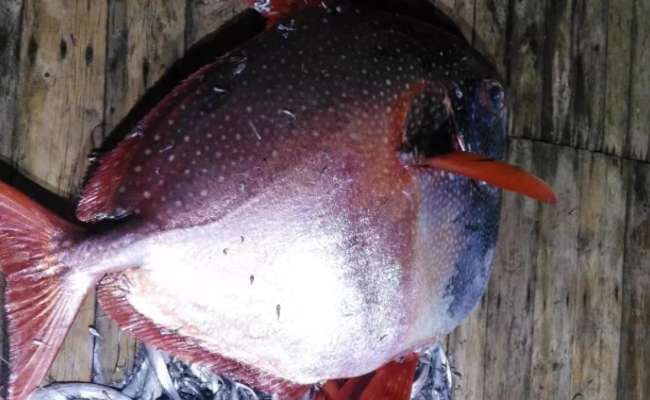 渔民捕200斤怪鱼被老总买走：捡到宝了