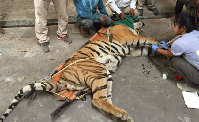 老虎战败后藏旧工厂 2个月后获救