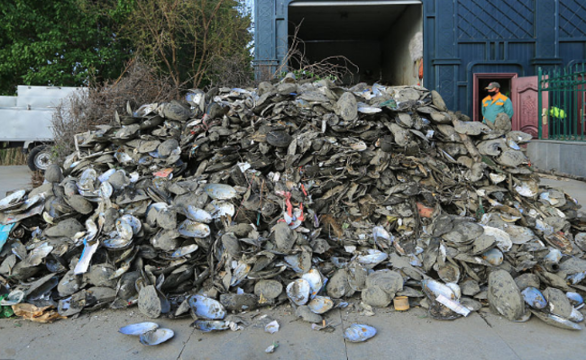 哈尔滨市民捞完河蚌乱丢壳