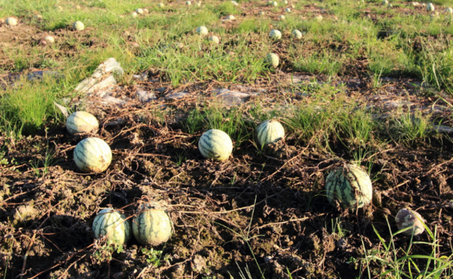 高温袭来，西瓜在田里干枯了