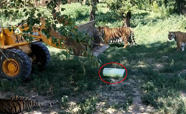 为了给东北虎降温