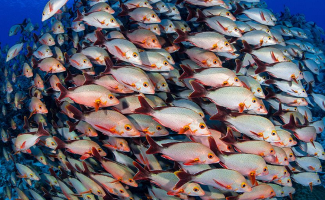 摄影师潜入深海拍摄鱼群高清图