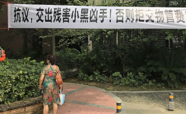 成都：一条流浪狗引发的小区“内战”