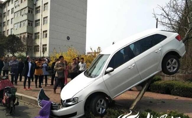 女司机太猛了 轿车直接开上树