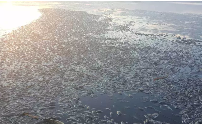 内蒙古呼伦贝尔河流因污染大量鱼死亡