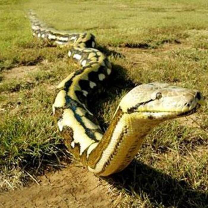 广东发生动物报恩真事:被救大蟒野猪口中救下恩人-凤凰新闻