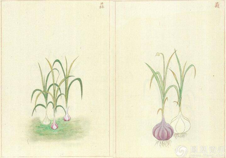 古画里的端午"节俗"植物:连大蒜都这么美(图)