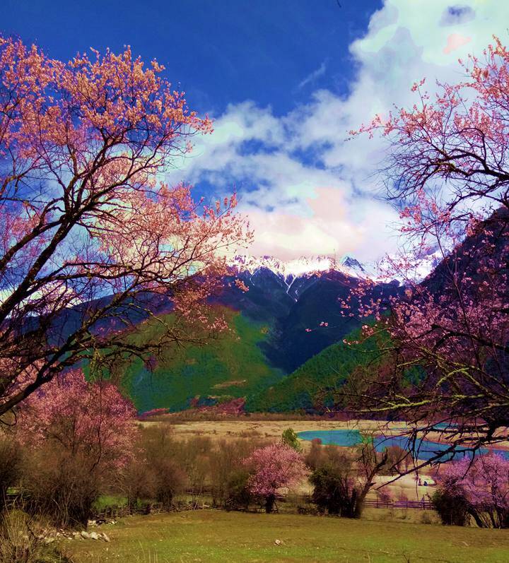 西藏印象:这个春天,林芝的桃花可能要寂寞了