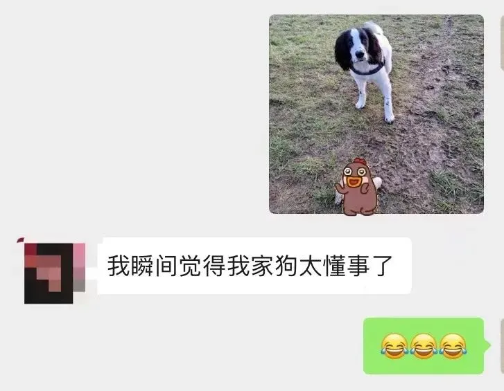 怎么训练狗狗捡东西狗子捡回去一个“情趣玩具”,铲屎官:差点原地去世1 怎么训练狗狗捡东西狗子捡回去一个“情趣玩具”,铲屎官:差点原地去世1