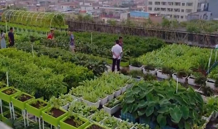 农村人跑到城里种菜 年赚400万怎么回事?