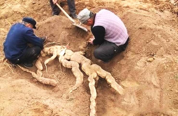 老大爷以为挖到人参 结果是另一种可怕的东西!