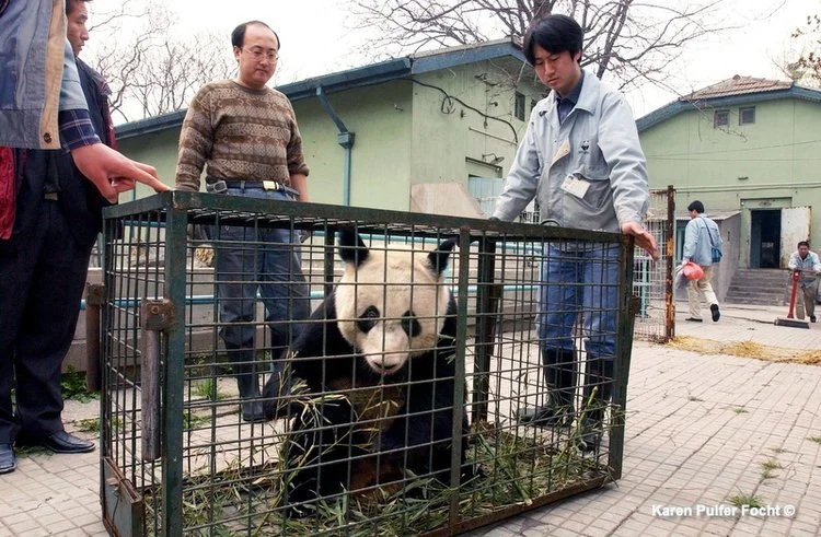 2003年，准备前往美国的大熊猫。Karen Pulfer Focht 摄