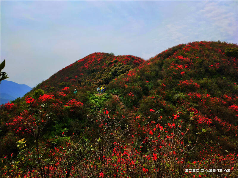 江西萍乡湘东广寒寨乡四八门景区满山遍野盛开杜鹃花