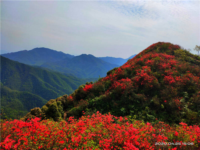 江西萍乡湘东广寒寨乡四八门景区满山遍野盛开杜鹃花