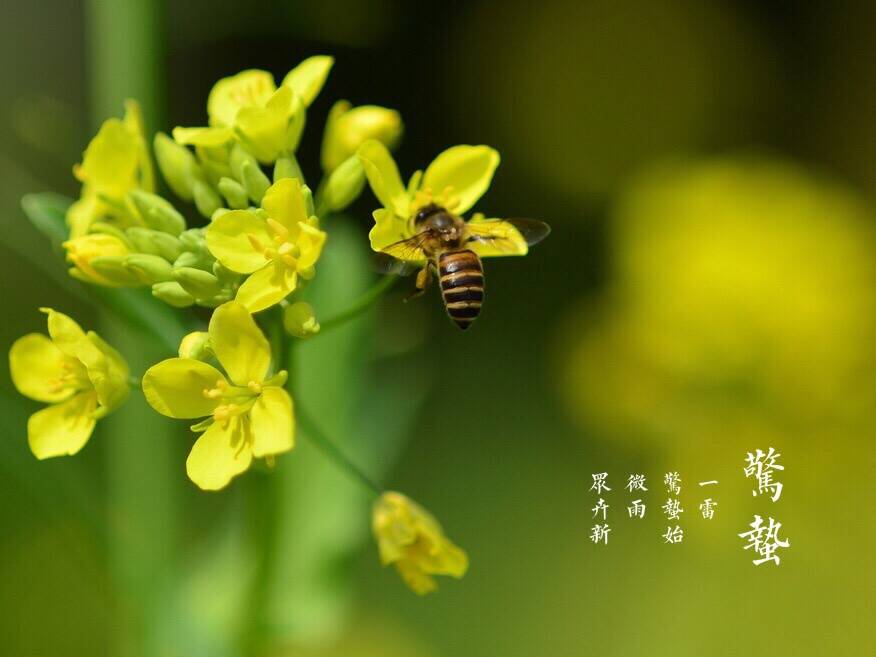 惊蛰节气,草长莺飞万物复苏