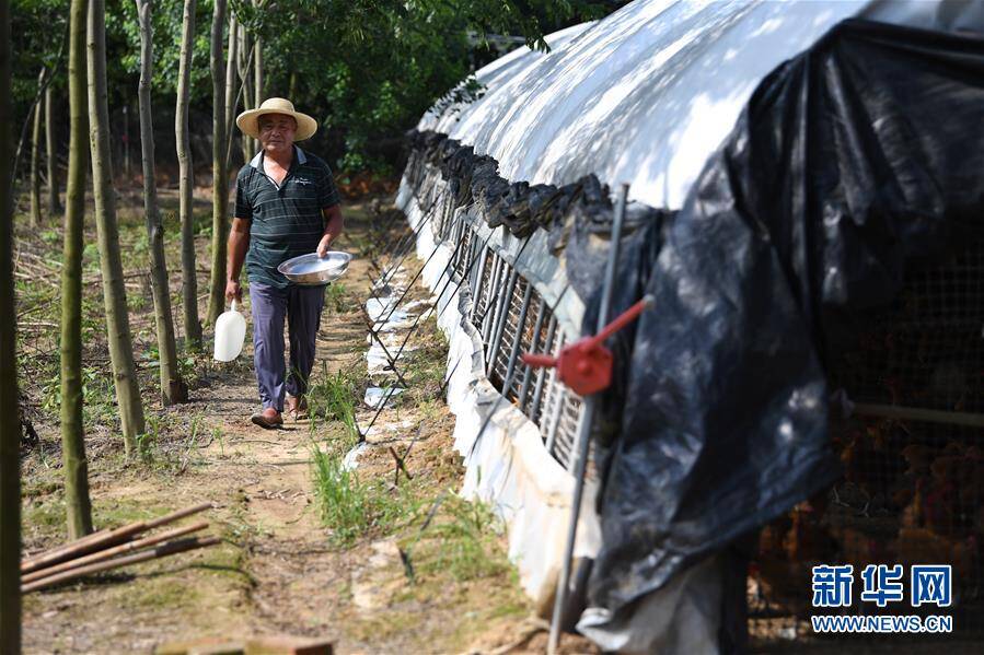 6月26日,在肥西县花岗镇杨湾村的土鸡养殖基地里,黄荣春在鸡棚外巡查.