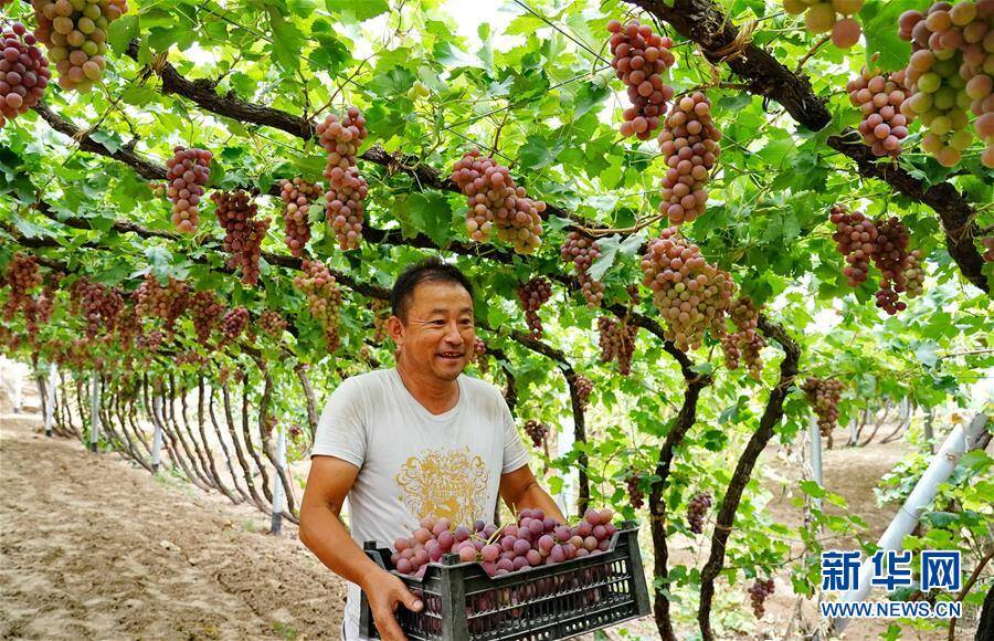 9月9日,怀来县桑园镇后郝窑村的果农在搬运刚采摘的葡萄.