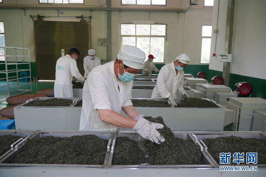 4月8日,工人师傅在紫阳县和平茶厂车间内对茶叶进行烘焙提香.
