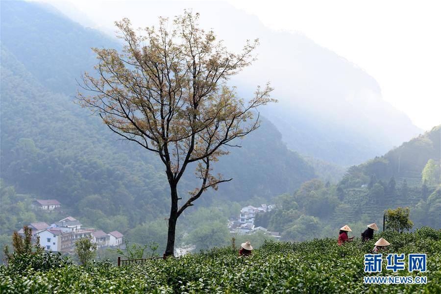 这是2019年4月13日拍摄的茶农在安徽省泾县汀溪乡生态茶园里采茶.