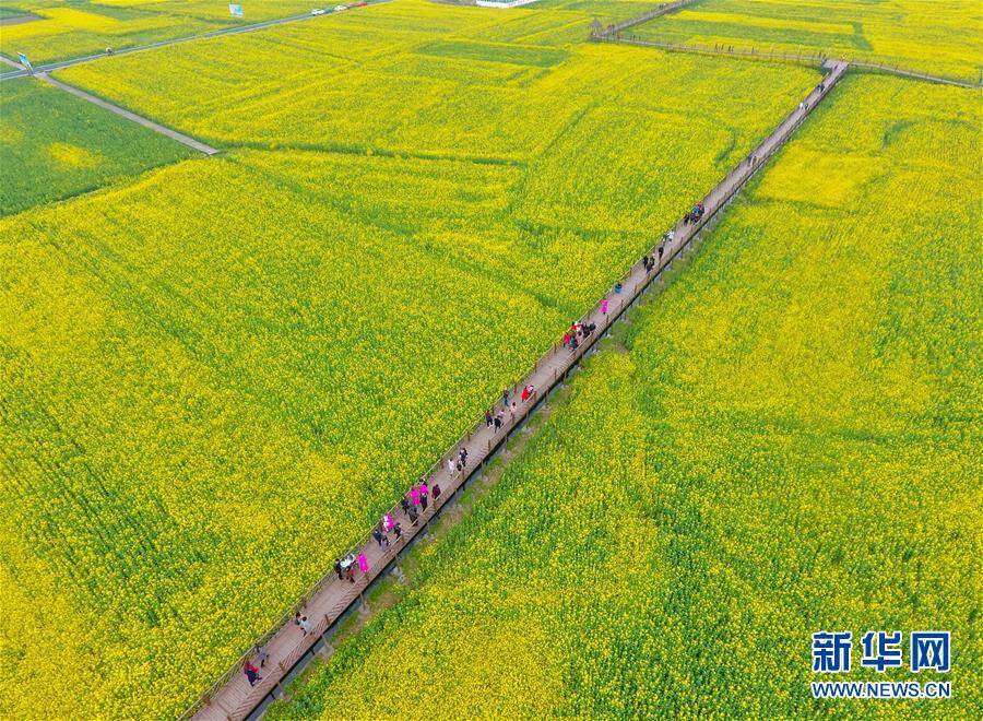 这是无人机航拍的广汉市油菜花田(3月6日摄). 新华社记者刘坤摄