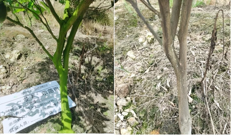 新型生物农药小檗碱，填补我国柑橘青苔防治市场的空白  第4张