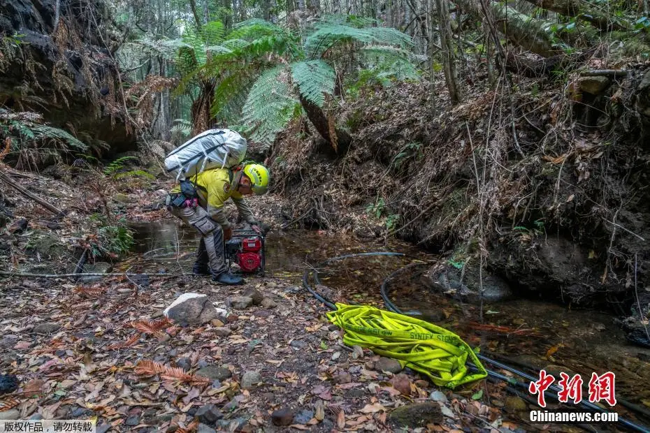 澳山火蔓延 2亿年的古树“逃离”火海