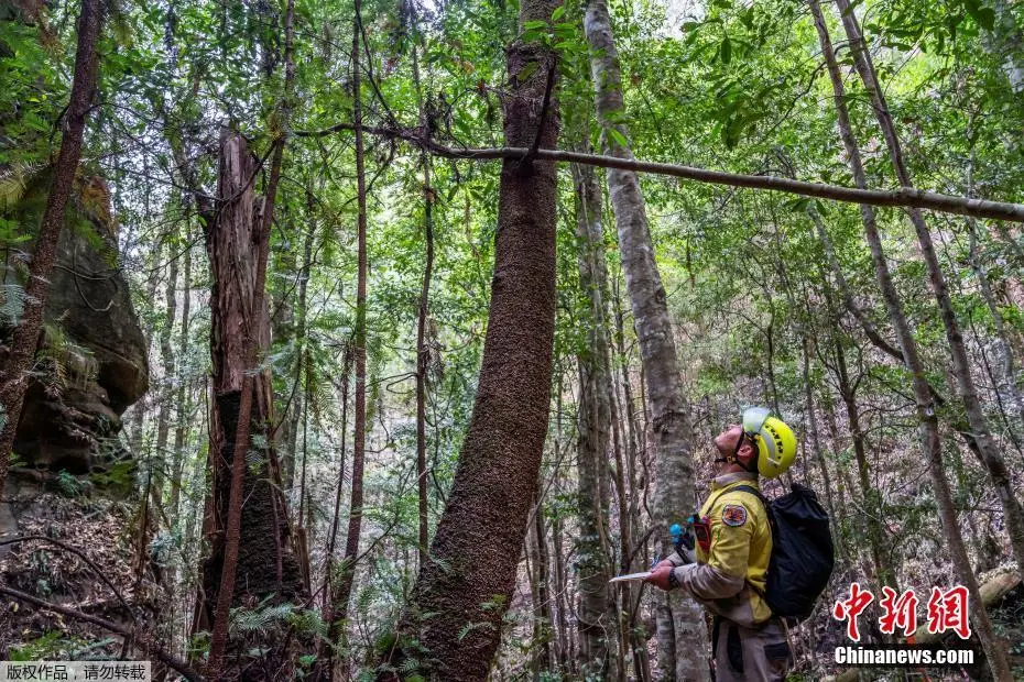 澳山火蔓延 2亿年的古树“逃离”火海