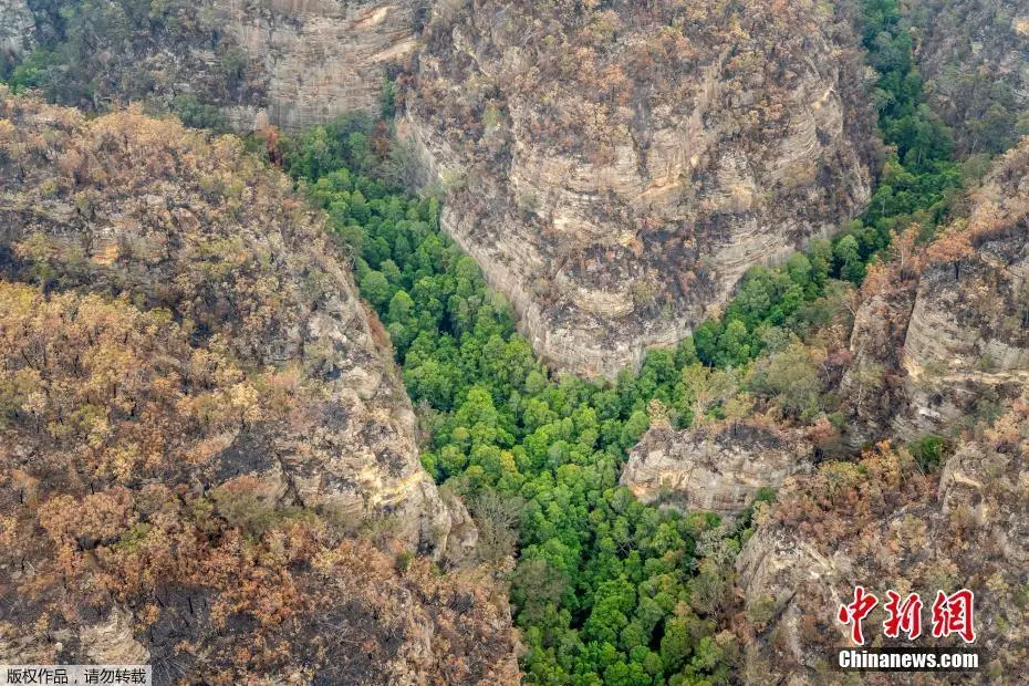 澳山火蔓延 2亿年的古树“逃离”火海