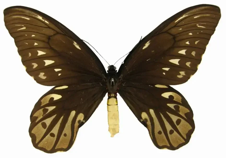 掌上博物馆丨世界上最大的蝴蝶插图2