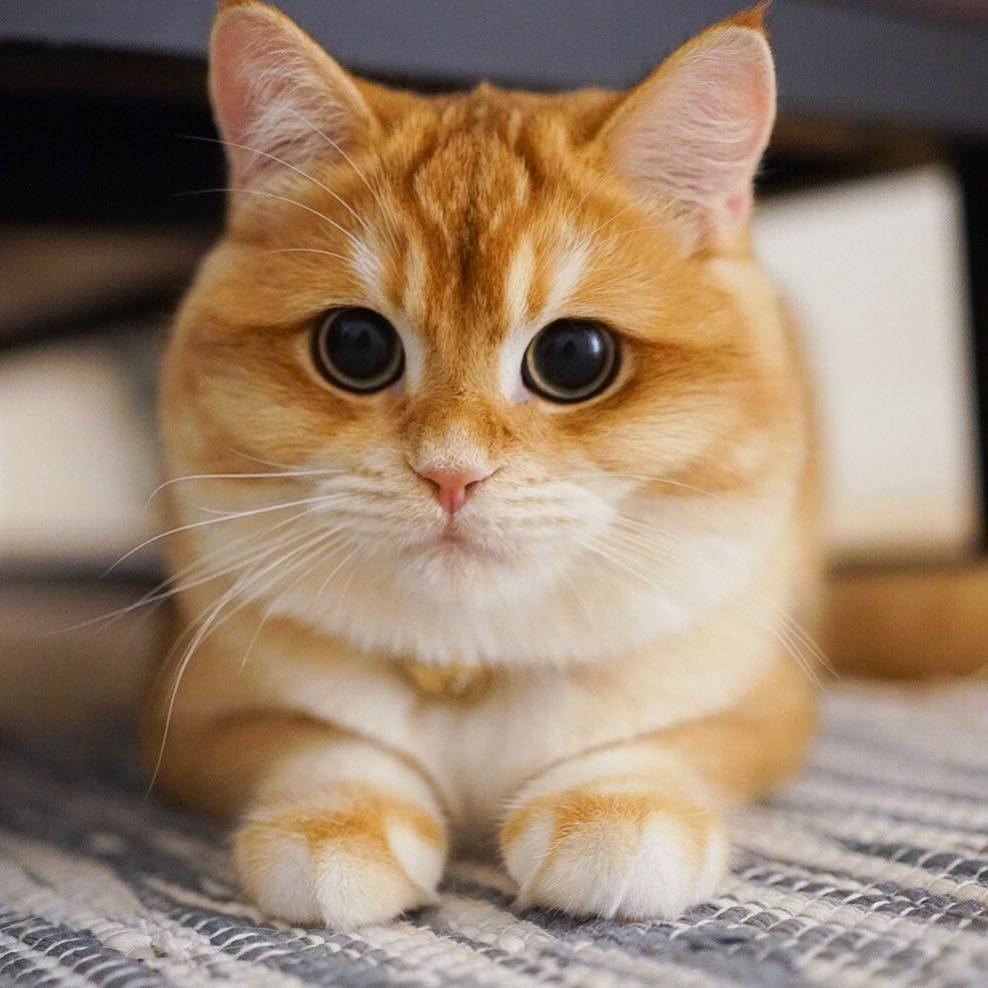 金色英国短毛猫 一团燃烧的小火球