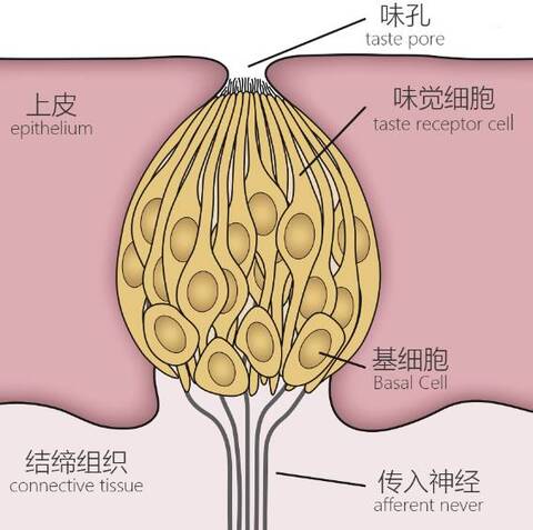 真问真答:猫和狗的味觉是什么样|大象公会