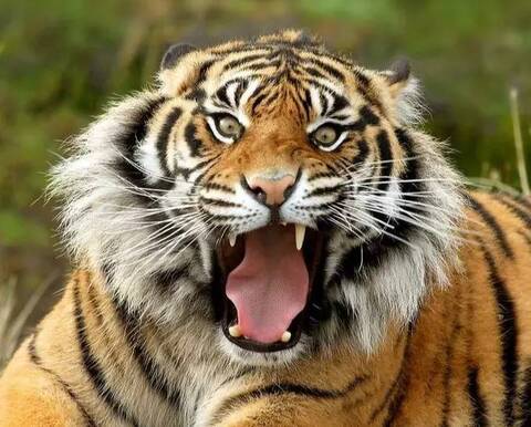 "老虎咬人"受伤女子首度发声:因晕车下车,索赔200余万