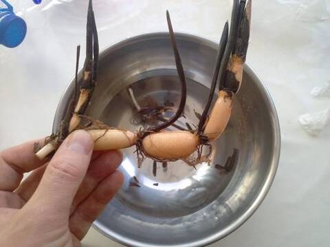 形成藕的藕鞭依然会在节间长出侧藕鞭并且膨大为藕,这些藕被称为子藕