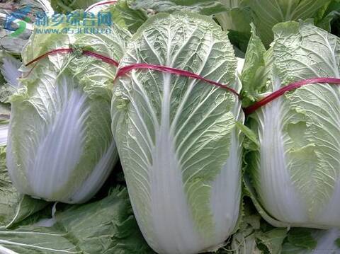 宇航员培育出太空第一朵花 还将种植中国大白菜