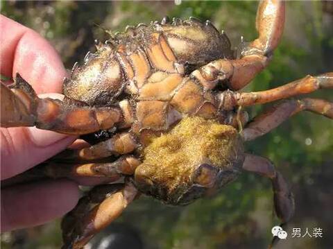 藤壶蟹奴虫,心比较狠,虽然也能感染雌蟹,但明显对雄性手段更残忍:它们