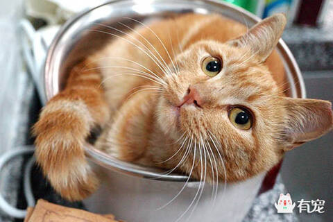 中国有哪些猫咪_手机凤凰网