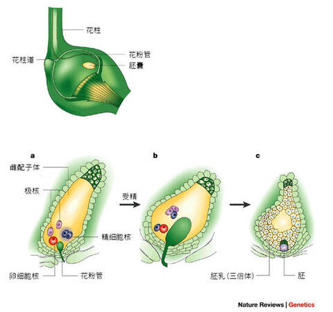 精子送得准,全靠它来带_手机凤凰网