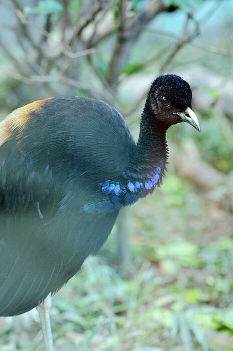 黑凤冠雉 crax alector(上海动物园)