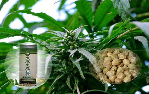 亦舒堂:火麻生态茶降血糖的原理是什么