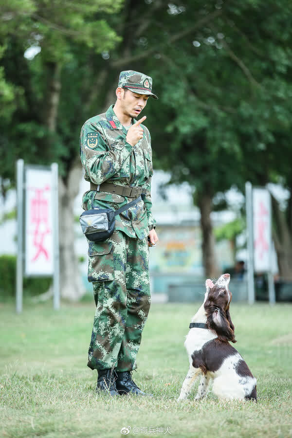 楊爍《奇兵神犬》畫風清奇 情商體力雙高獲贊