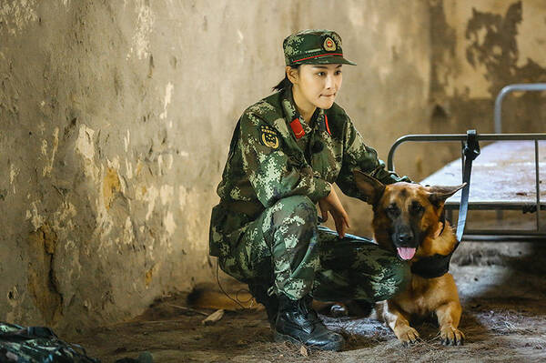 《奇兵神犬》大结局上篇展开荒岛求生 张馨予高空被困